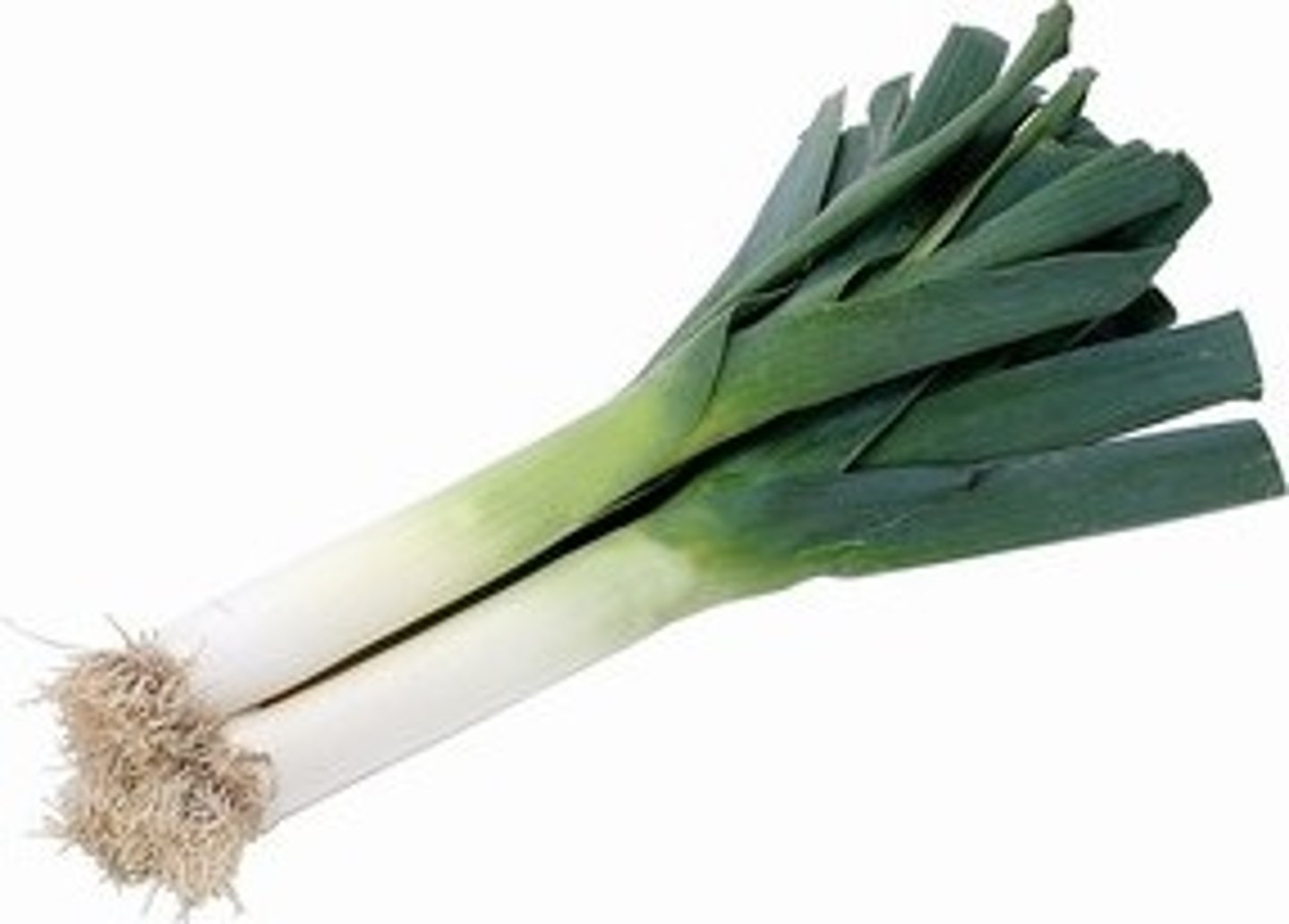 <p>leek</p>