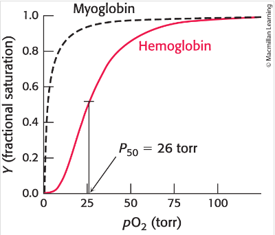 <p>Sigmoidal curve indicates that the binding site of oxygen at one site within haemoglobin increases likelihood of O2 binding at the remaining unoccupied sites</p>