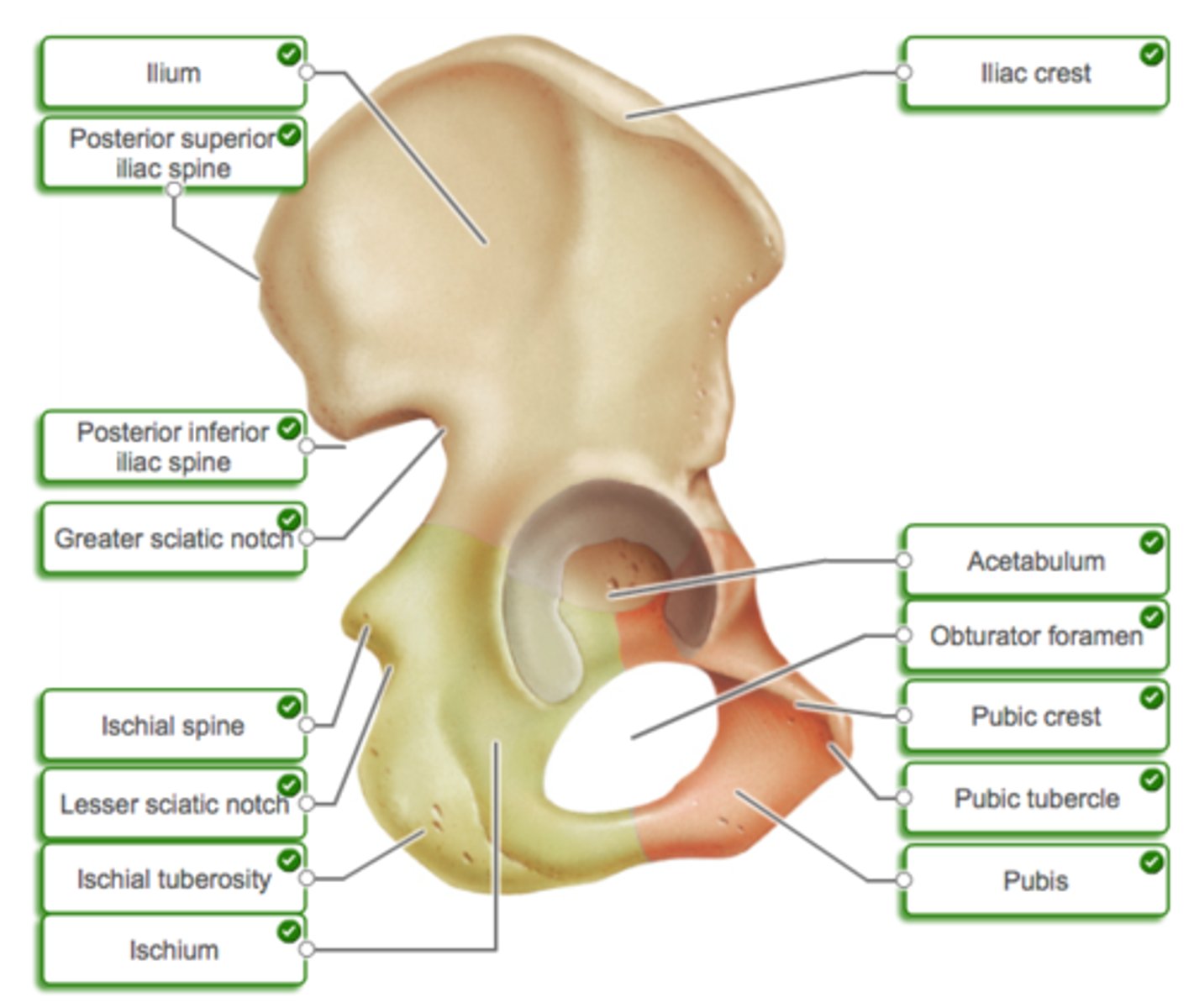 <p>1. Iliac crest</p><p>2. Iliac fossa (slide 43)</p><p>3. Greater sciatic notch</p><p>4. Lesser sciatic notch</p><p>5. Obturator foramen</p><p>6. Acetabulum</p><p>7. Ischial ramus (next slide)</p><p>8. Pubic tubercle</p>