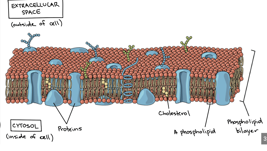 <p>controls movements of all molecules in and out of the cell </p><p>functions in cell to cell signaling and cell adhesion</p>