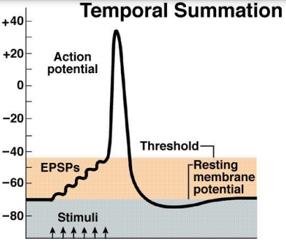 <p><strong>repeated activation</strong> of same synapse within a brief time (up to 100/second) </p><p>Not simultaneous but same location</p><p>– <strong>Multiple action potentials</strong> increase amount of transmitter release </p><p>– Amplitude as well as duration of PSP can be increased</p><p>• Effect of each synapse depends on proximity to axon hillock/initial segment, due to decrease in amplitude with distance </p><p>– <strong>Exponential decay with e-fold (63%) loss in about 100 microns</strong> </p><p>• Synapses at initial segment have powerful control over neuron's activity (inhibitory synapses tend to have most control)</p><p>• Overall activity of a neuron is summation of all excitatory, inhibitory, spatial, and temporal influences</p>