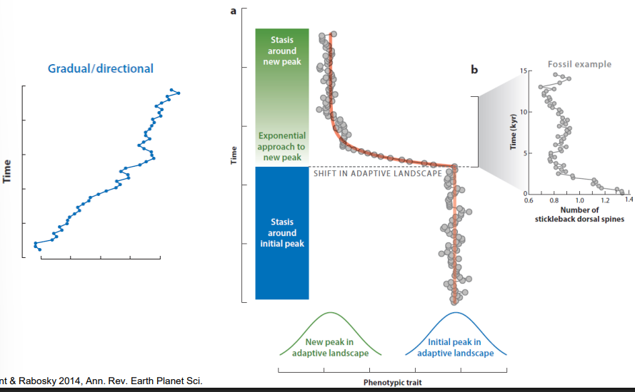 <p>species continuously change (slowly) over their history</p>