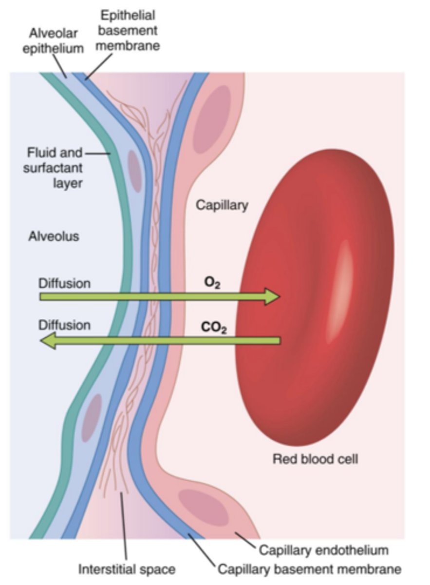 <p>Gases (e.g., O2, CO2) move by diffusion along their partial pressure gradients until equilibrium is reached</p><p>What core concept is this?</p>