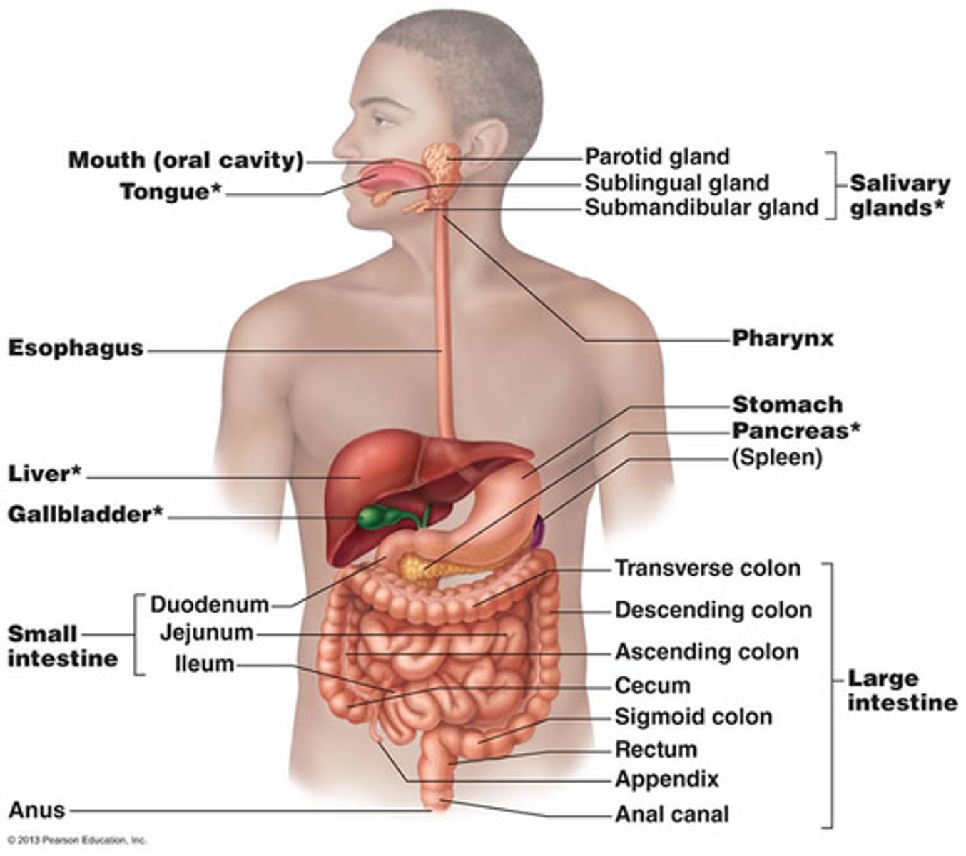 <p>structures form long tube that breaks down food</p><p>- approximately 24 hours from ingestion to defecation</p>