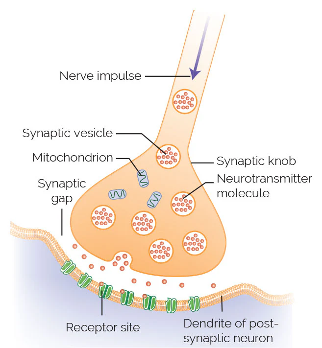 <p>An electrical signal that results in a change in electric charge inside the neuron.</p>