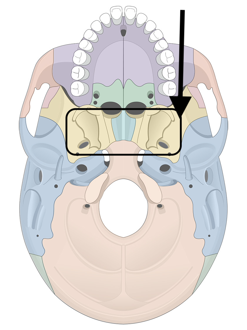 <p>Name the bone</p>