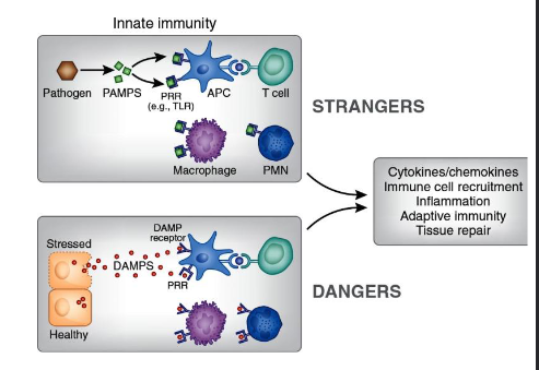 <p>to detect stranger and danger</p><p>differntiation between self and foreign</p>