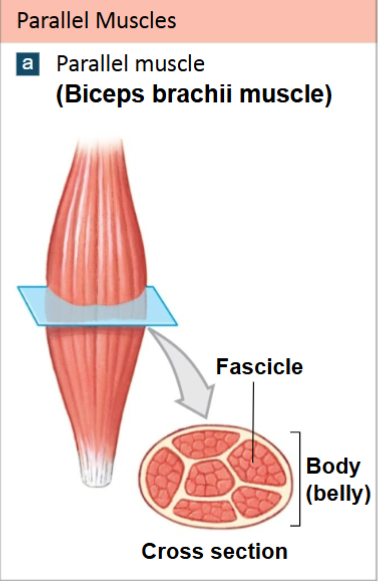 <p>Parallel Muscles</p>