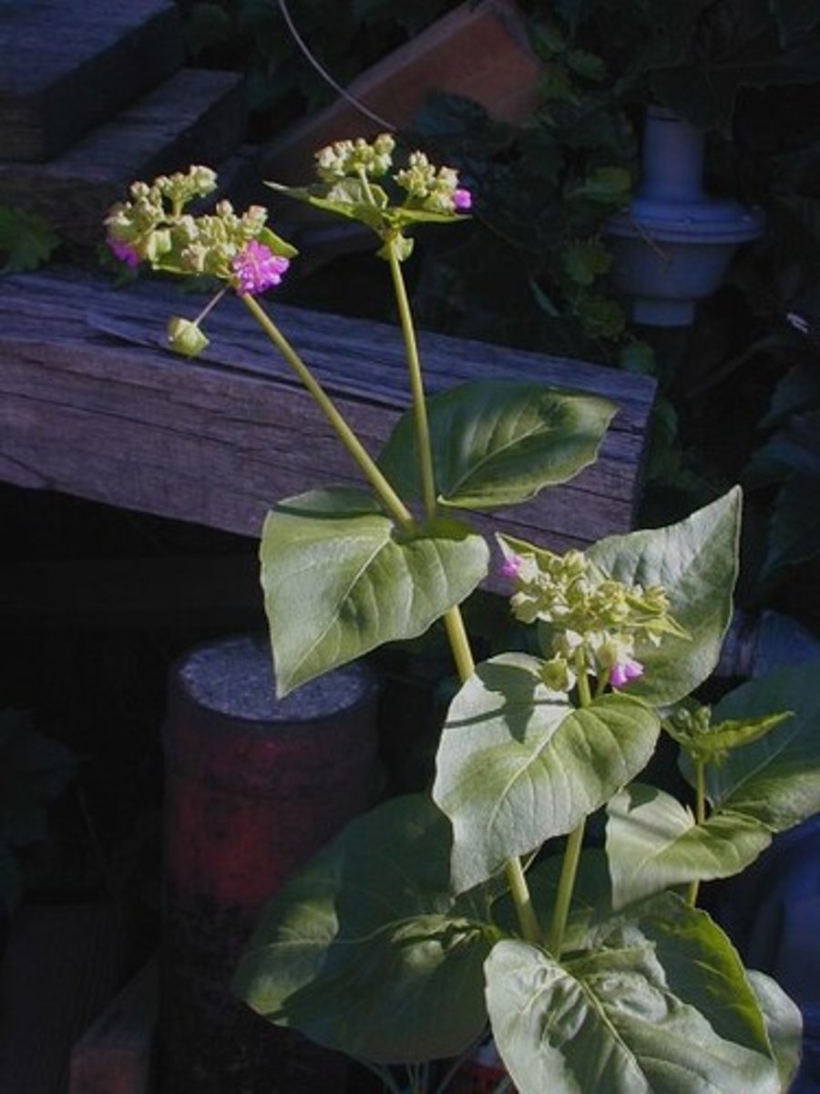 knowt flashcard image