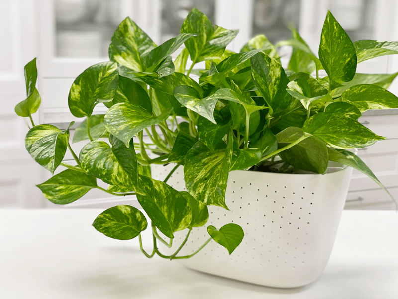 <p>Pothos, Devil’s Ivy</p>