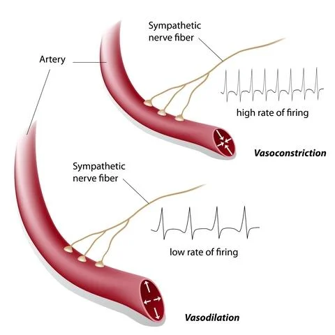 <p>b) Vasodilation</p>