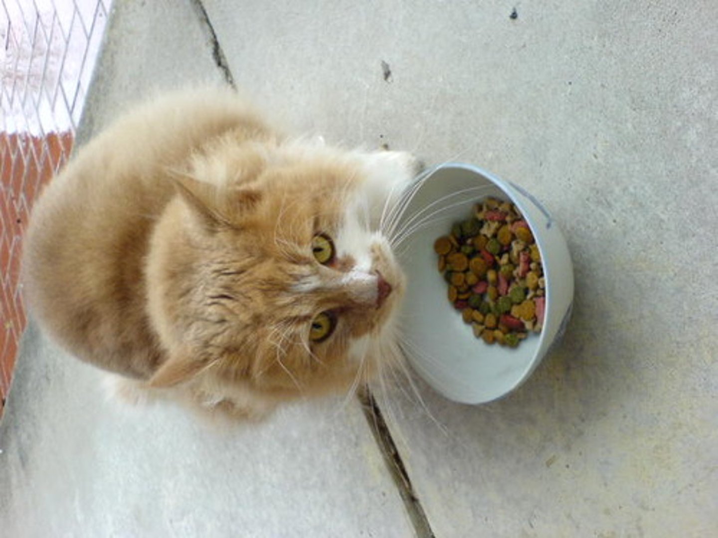 <p>feed the cat!</p>