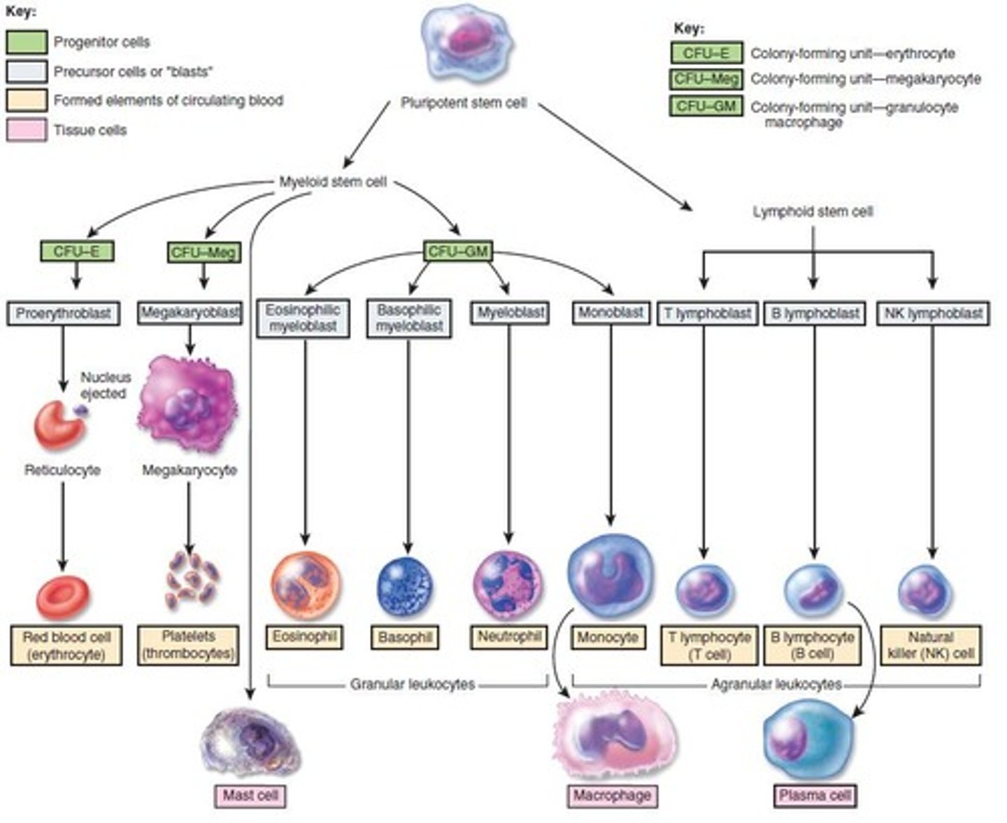 <p>Pluripotent</p>