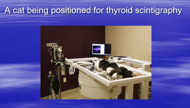 <p>Imaging: Scintigraphy (2D)&nbsp;</p>