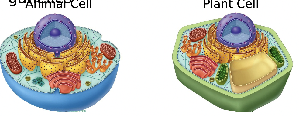 <p>Nucleus and membrane bound organelles</p>