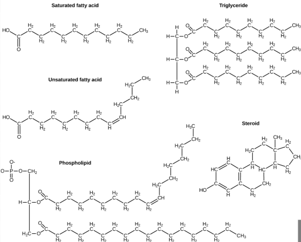 <p>Is a macromolecule <strong>(a type of polymer) </strong>and they are a diverse group of hydrophobic biological molecules and they are made mostly of carbon and hydrogen <strong>(Methyl)</strong>, with very few oxygen atoms<strong> (high electronegativity, so less to prevent it from being polar).</strong></p><p>They include fats, oils, and phospholipids, and steroids, and their primary function is to store long-term energy, provide insulation and protection, and form cell membranes.</p><p>_______ are hydrophobic because they hydrocarbon chains are nonpolar, which means they do not mix well with water.</p><p>In fats and oils, fatty acids are linked to glycerol through dehydration synthesis, forming triglycerides, which efficiently store energy due to the high number of C-H bonds.</p><p>Phospholipids, which make up cell membranes, have a polar head (<strong>hydrophilic) </strong>and a nonpolar tail (hydrophobic), allowing them to form the lipid biayler.</p><p>Steroids, like cholesterol, are lipids with a ring structure<strong> (as the carbon atoms bond in a way that form stable rings rather than chains</strong>) that help maintain membrane fluidity and acts as signaling molecules <strong>(as they slip through cell membranes because they are lipid-soluble, and bind to a specific receptor proteins inside cells. Once bound, they can turn genes on or off, which changes how the cell works).</strong></p><p>Overall, lipids are essential for energy storage, membrane structure, and cell signaling in biological systems.</p><p>MADE of CHO—less O</p>