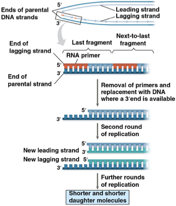<p>linear DNA cannot be compeleted because there is no 3’ end for DNA polymerase to work with/ after the RNA primer is removed.</p><p>this is not a problem for prokaryotes because their DNA is circular.</p>