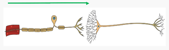 <ul><li><p>Information is passed down the axon of the neuron as an electrical impulse known as action potential</p></li></ul>