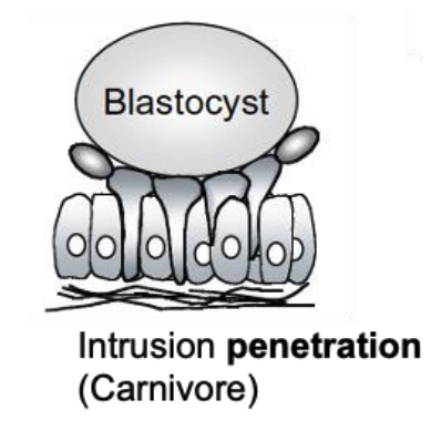 <ul><li><p>trophoblast invades between uterine epithelial cells</p></li><li><p>invasive implantation</p></li><li><p>carnivores</p></li></ul><p></p>