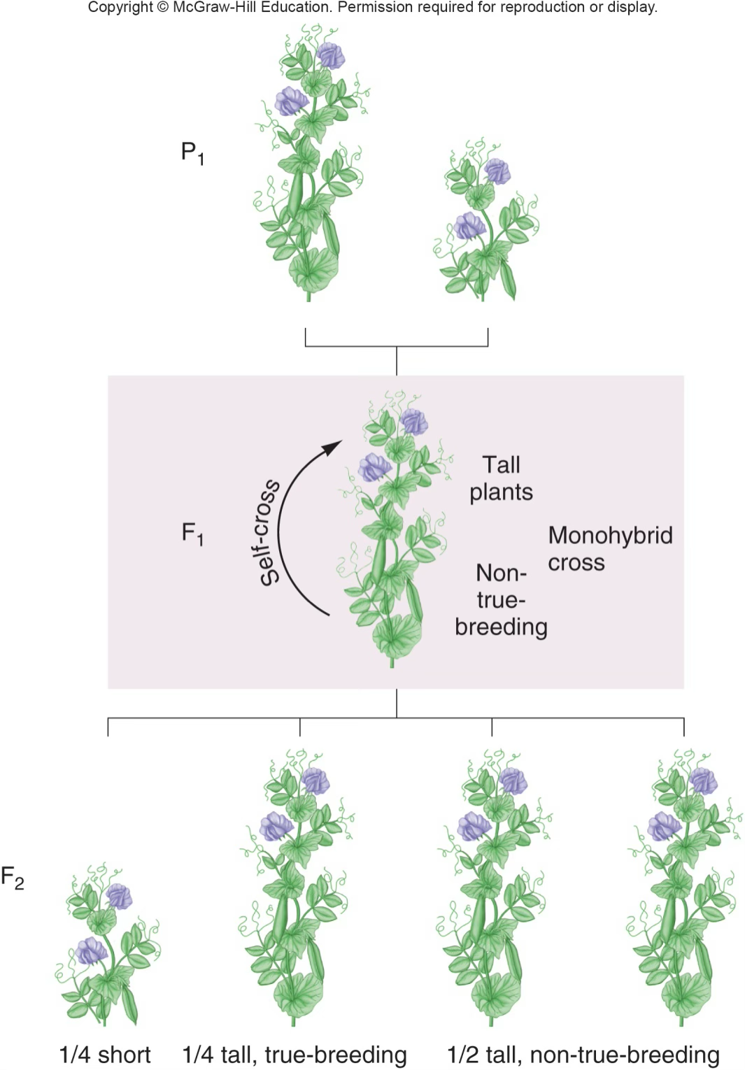 <p>F1 is all tall, F2 is ¼ short and ¾ tall</p>
