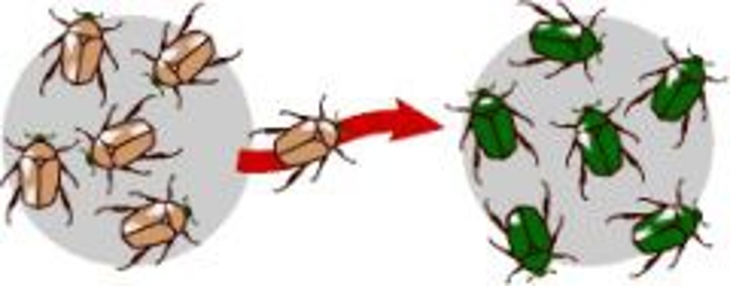 <p>is the transfer of alleles or genes from one population to another (also known as gene migration)</p>