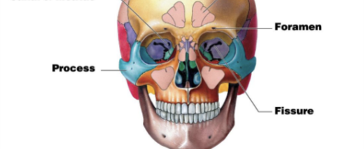 <p>A small rounded passageway for blood vessels or nerves to pass through bone.</p>