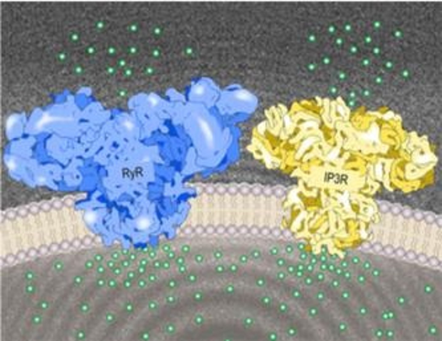 <p>Ryanodine Receptors (RyR) and IP3 Receptors (IP3R)</p>