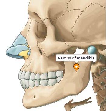 <p>mandible</p>