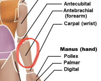 <p>forearm</p>