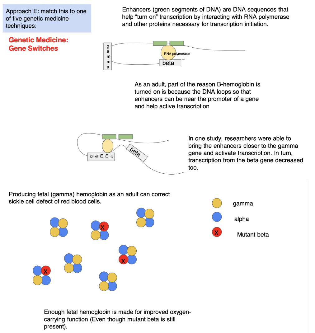 part of the reason β hemoglobin is turned on is bc the DNA loops so that enhancers can be near the promoter of the β gene and help activate transcription of the β gene BUT in 1 study, researchers were able to bring enhancers closer to the γ gene and activate γ gene transcription → in turn, transcription from the β gene decreased TOO → producing fetal (γ) hemoglobin as an adult can correct for sickle cell defect of red blood cells bc *ENOUGH* fetal hemoglobin is made for improved oxygen-carrying function (EVEN THOUGH mutant β is still present) 

\
*REMINDER: ALL cells have the same DNA → all cells have the same enhancer/represser regions BUT regulatory regions do not always fold over to meet the same genes BC not all cells have the same regulatory PROTEINS to bind to regions →* ***RNA polymerase does NOT transcribe all genes*** 

\
if you move switches closer to a DIFFERENT gene, now the different gene can be expressed → in __sickle-cell__, move enhancer near γ subunit so now γ expression can be turned on → this moves switches away from β subunit so β transcription turned off 