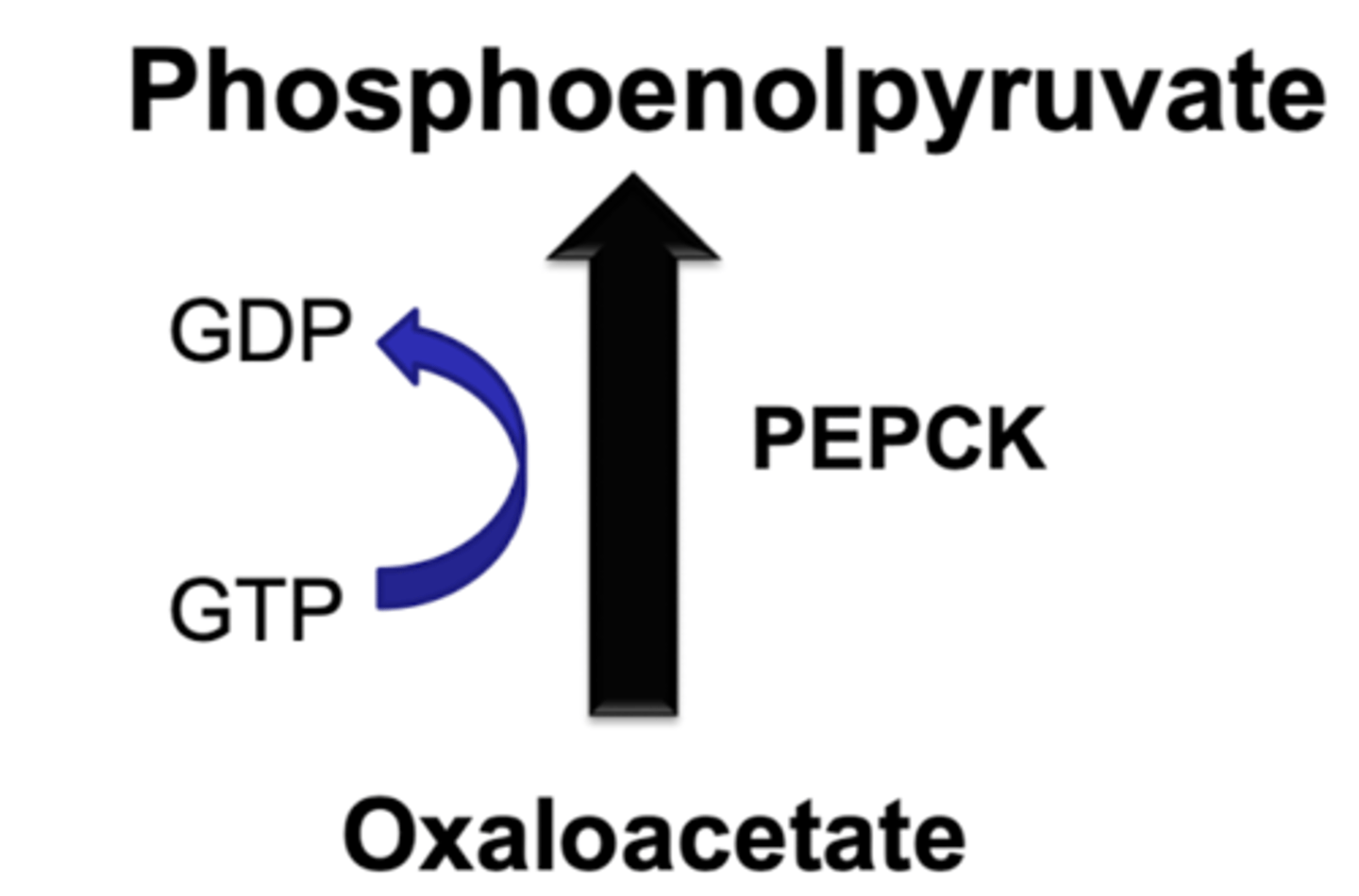 <p>amount of this enzyme</p><p>-liver controls expression based on fed or fasted state</p>