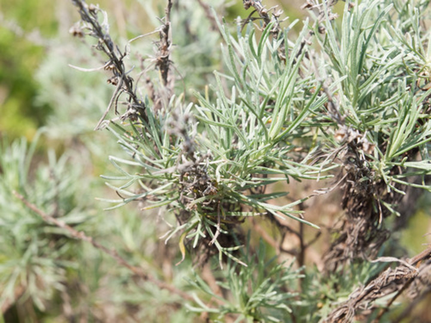 <p>Artemisia californica (coastal scrub)</p><p>Leaves: Deeply lobed, thread-like, and aromatic when crushed.</p><p>Growth: Shrubby, with a silvery-green appearance.</p><p>Ecology: Hosts pollinators like bees and supports birds.</p><p>Use: Traditional use as an herbal remedy.</p>