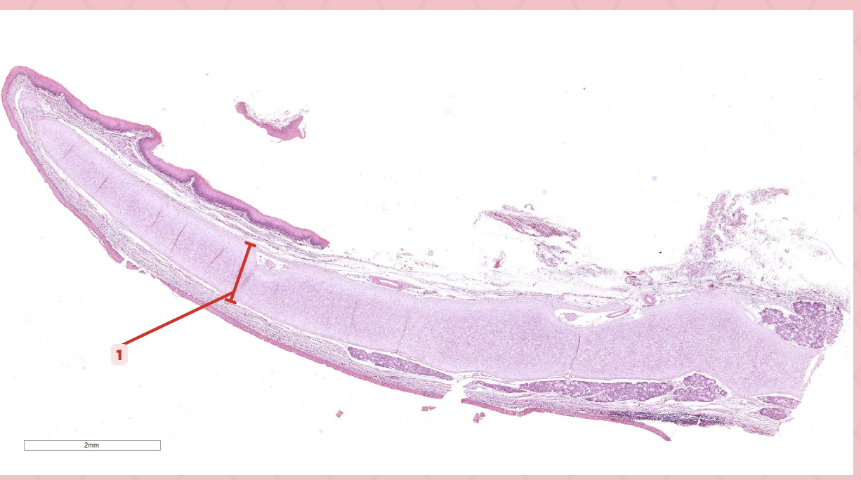 <p>Identify the structure labeled as 1.</p>