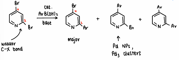 <p>The C-Br located next to the N atom is weaker than the other C-Br, therefore this bond is selectively attacked, forming the major product.</p><ul><li><p>In some situations, if Pd nanoparticles or Pd<sub>3</sub>&nbsp;clusters are used the minor product can be formed.</p></li></ul><p></p>