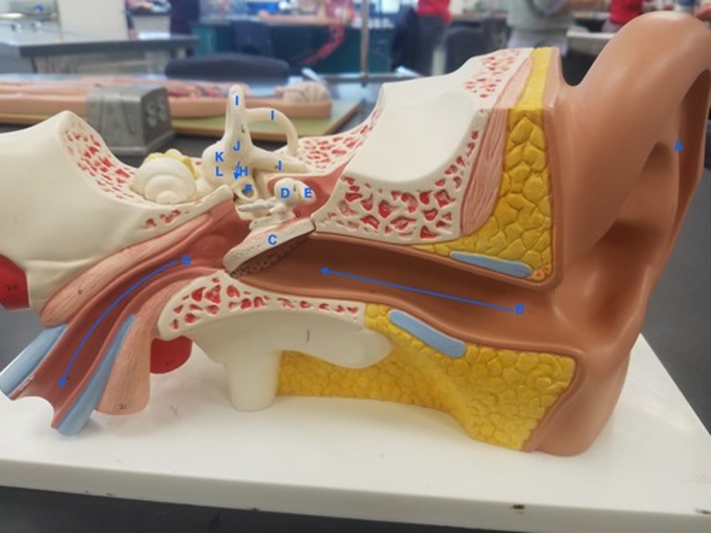 <p>Identify Structure C</p>