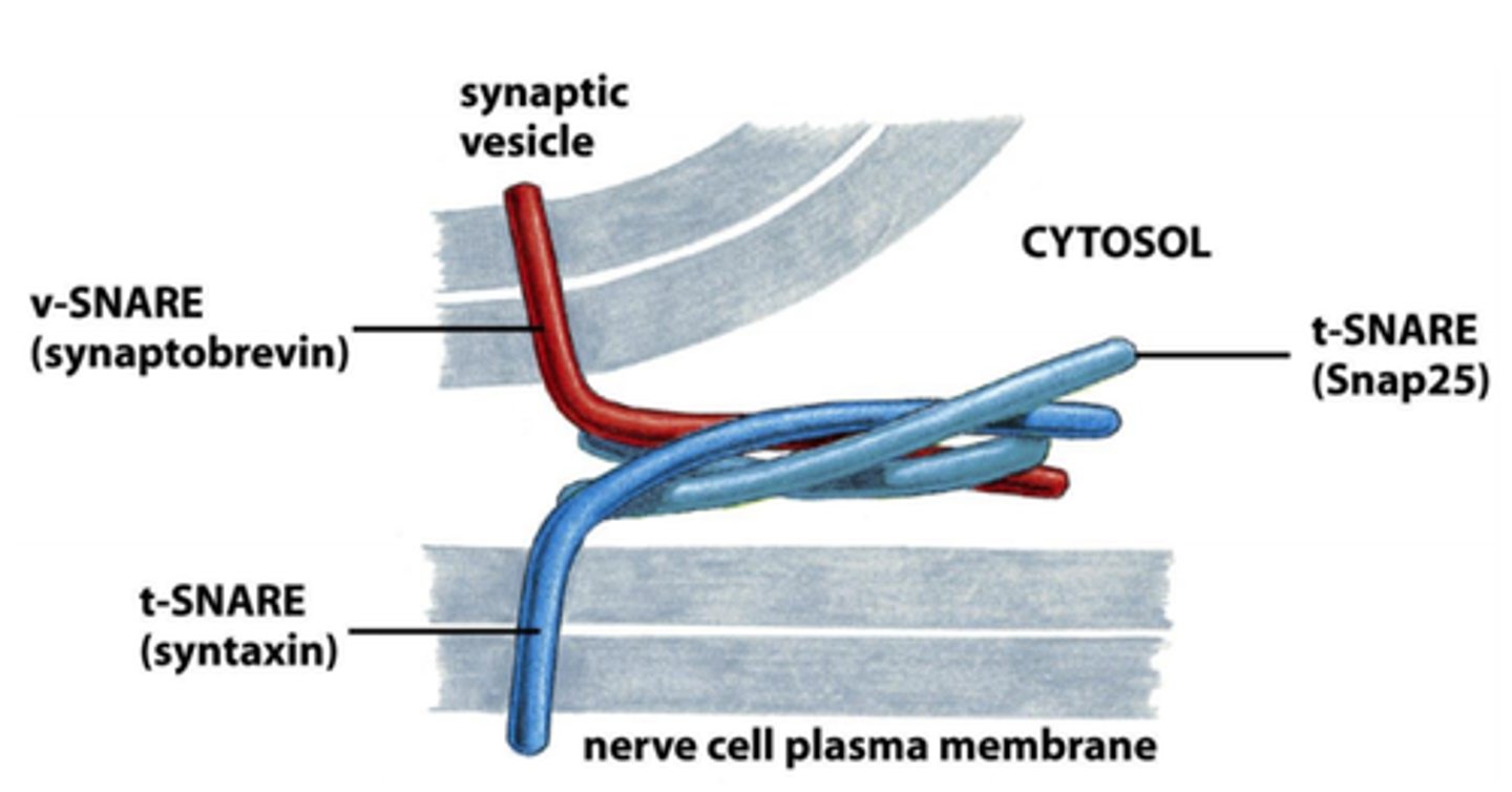 <p>c. Synaptobrevin, syntaxin-1, and SNAP-25</p>