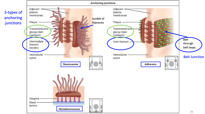 <p>What are the 3 types of anchoring junctions, and what cytoskeletal elements do they connect to?</p>