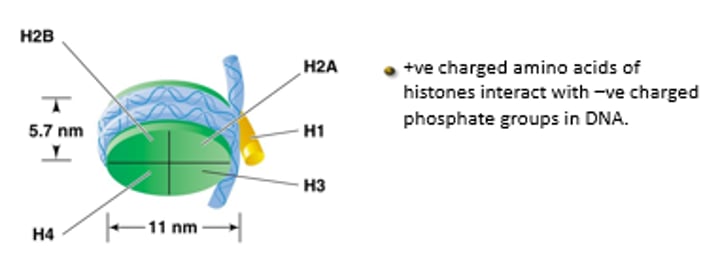 <p>Histone protiens + DNA </p><p>Octamer: 2 H2A, 2 H2B, 2 H3 and 2 H4 histone proteins </p>