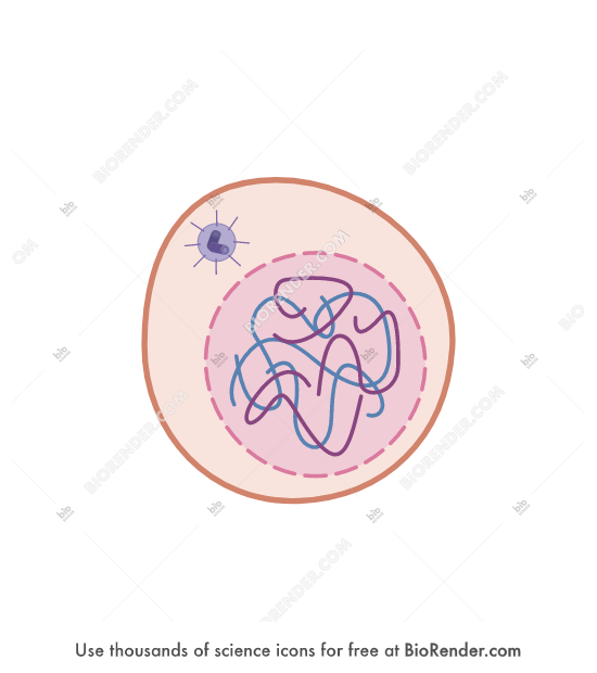 which phase of mitosis is this?