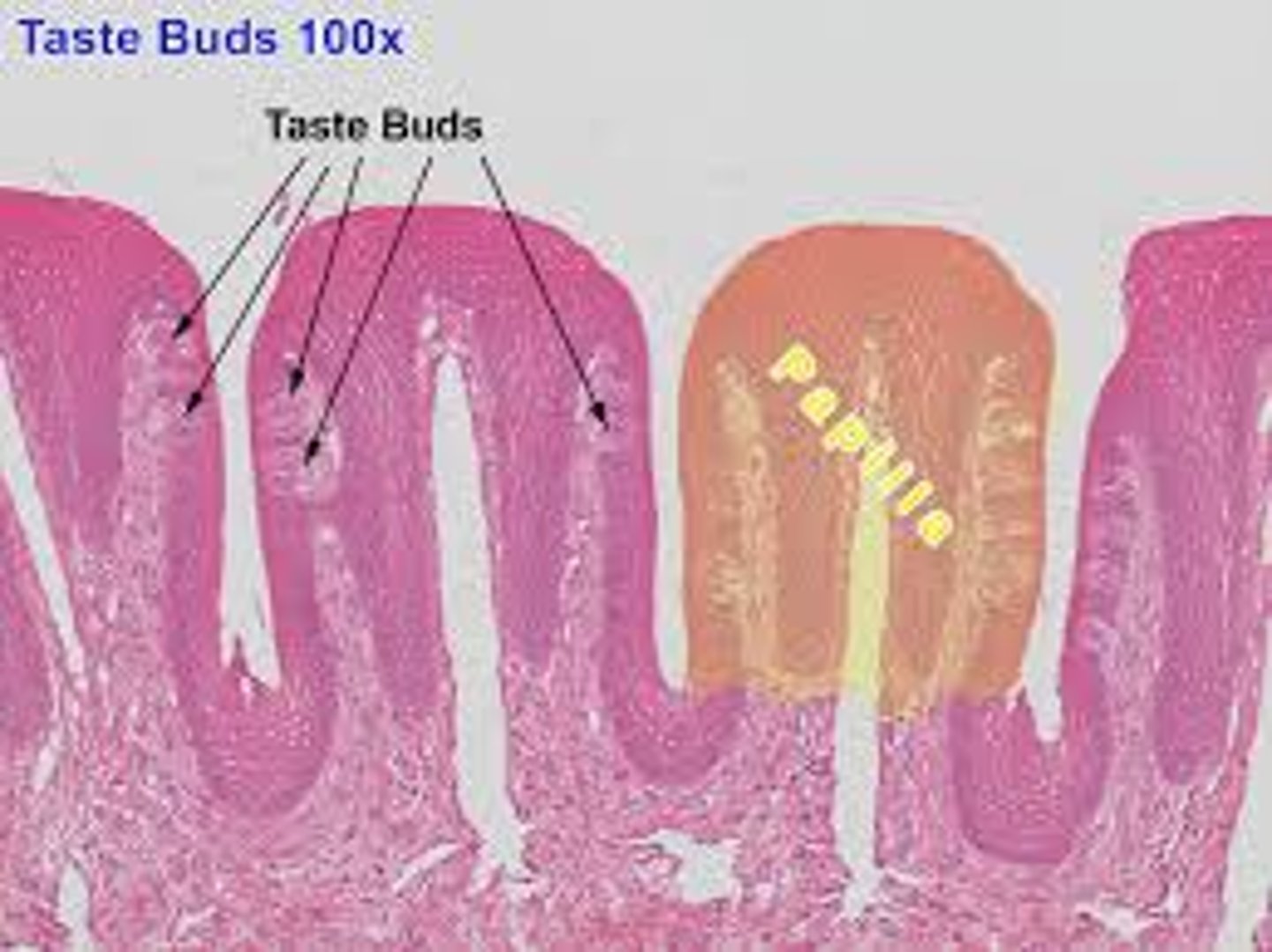<p>Nerve receptors found on sides of papillae; chemicals must dissolve in saliva to be detected</p>