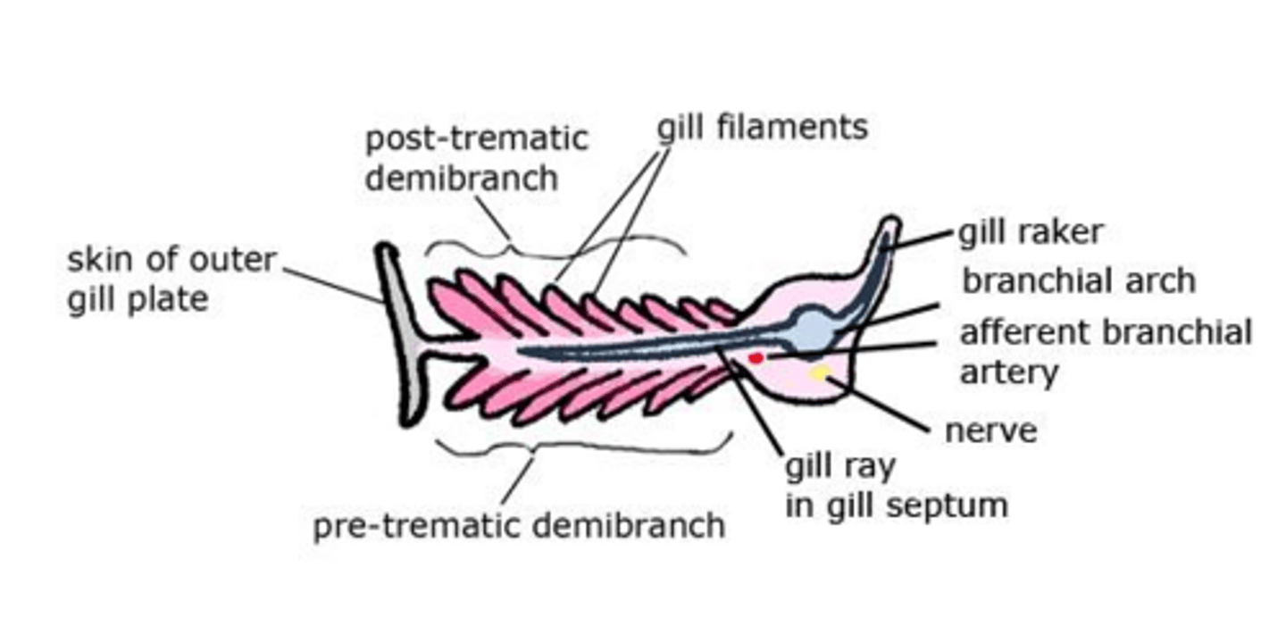 <p>The walls of the pharyngeal pouches.</p>