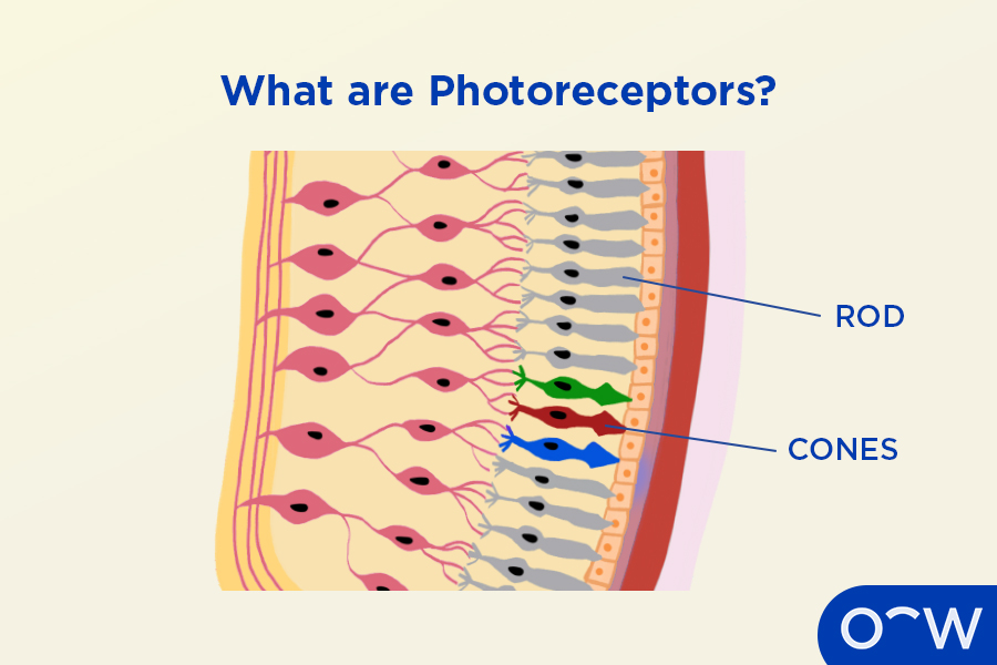 <p>Photoreceptors</p>