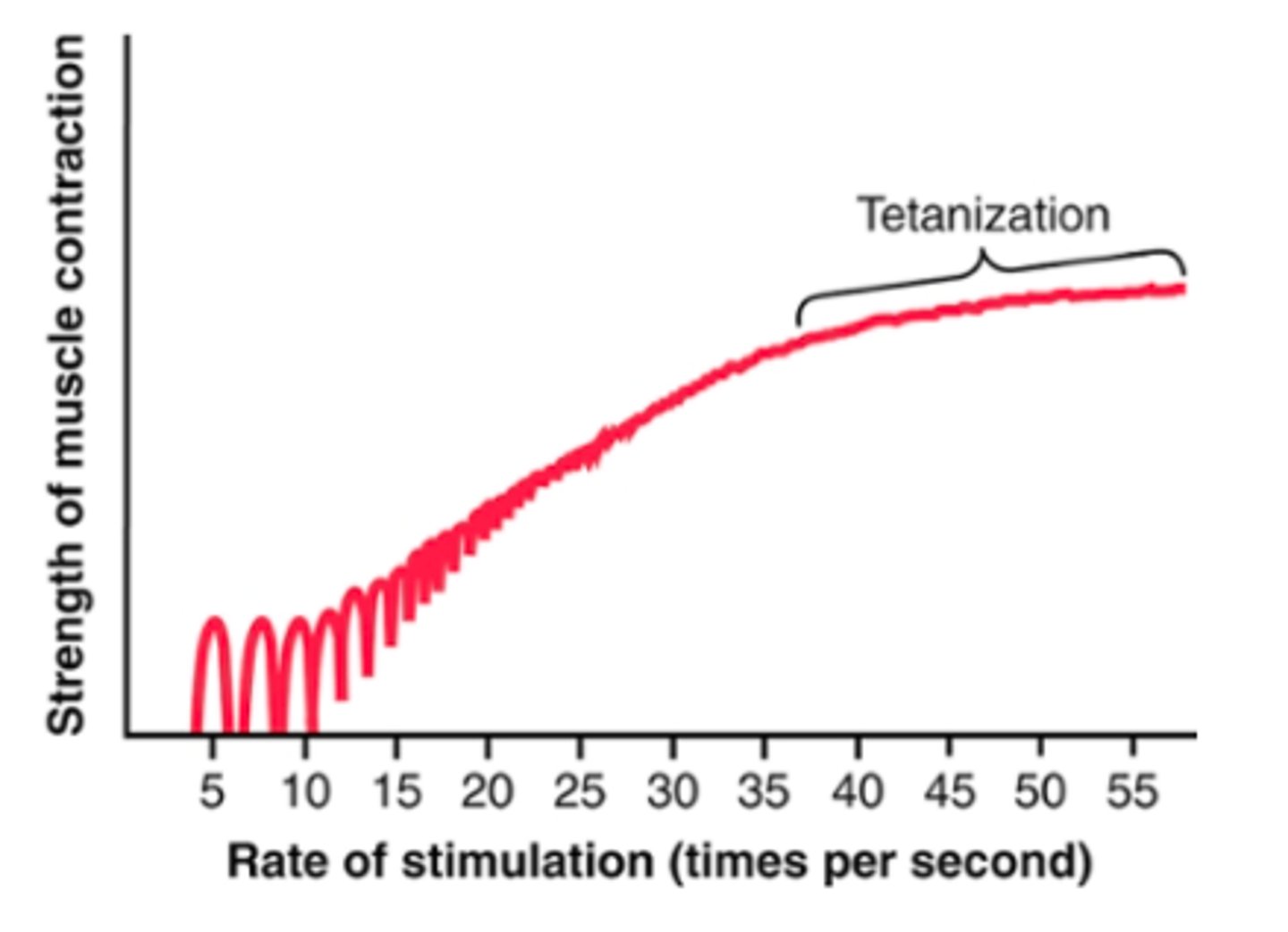 <p>as freq of individual twitch contractions increases, there comes a point when each new contraction occurs before the preceding one is over</p><p>as a result, the second contraction is added partially to the first, and thus the total strength of contraction rises progressively w/ increasing freq</p><p>When the frequency reaches a critical level, the successive contractions eventually become so rapid that they fuse together, and the whole muscle contraction appears to be completely smooth and continuous</p><p>the strength of contraction reaches its maximum, so any additional increase in frequency beyond that point has no further effect in increasing contractile force</p>