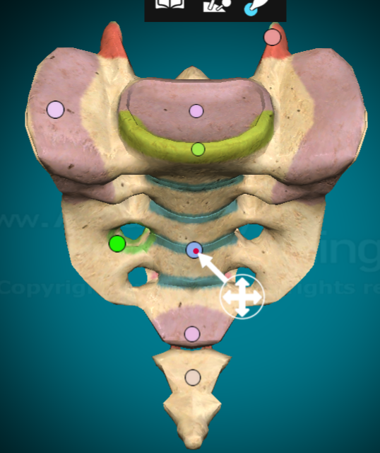 <p>a fused strip between the pairs of foramina</p>