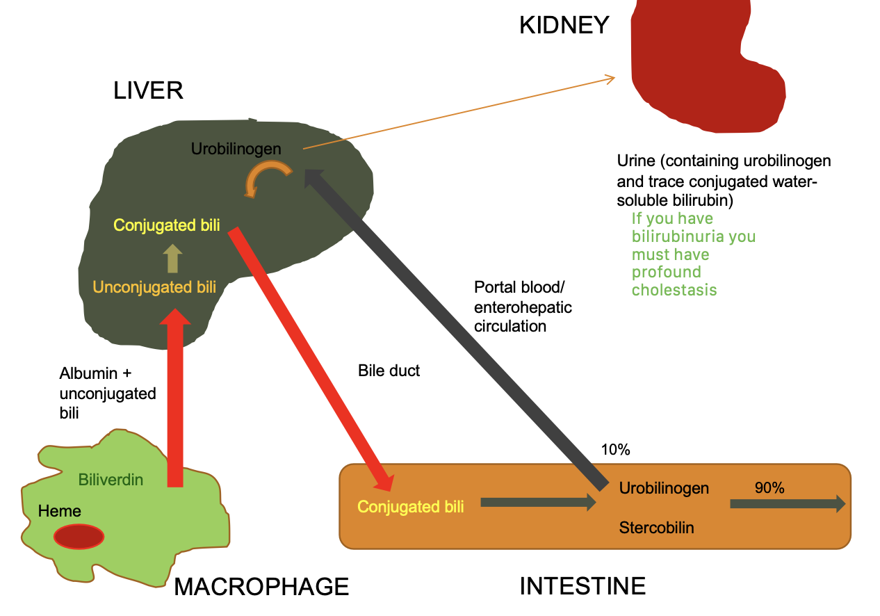 <p>regurgitation into blood:</p><p>-disturbed secretion of conjugated bilirubin into canaliculi</p><p>-intra or extra hepatic bile obstruction</p>