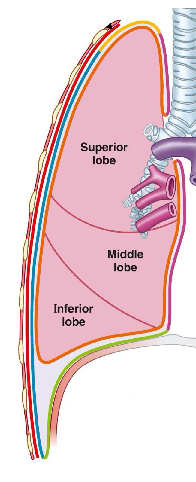 <p>Identify the colored parts (pleura layers or parts)</p>