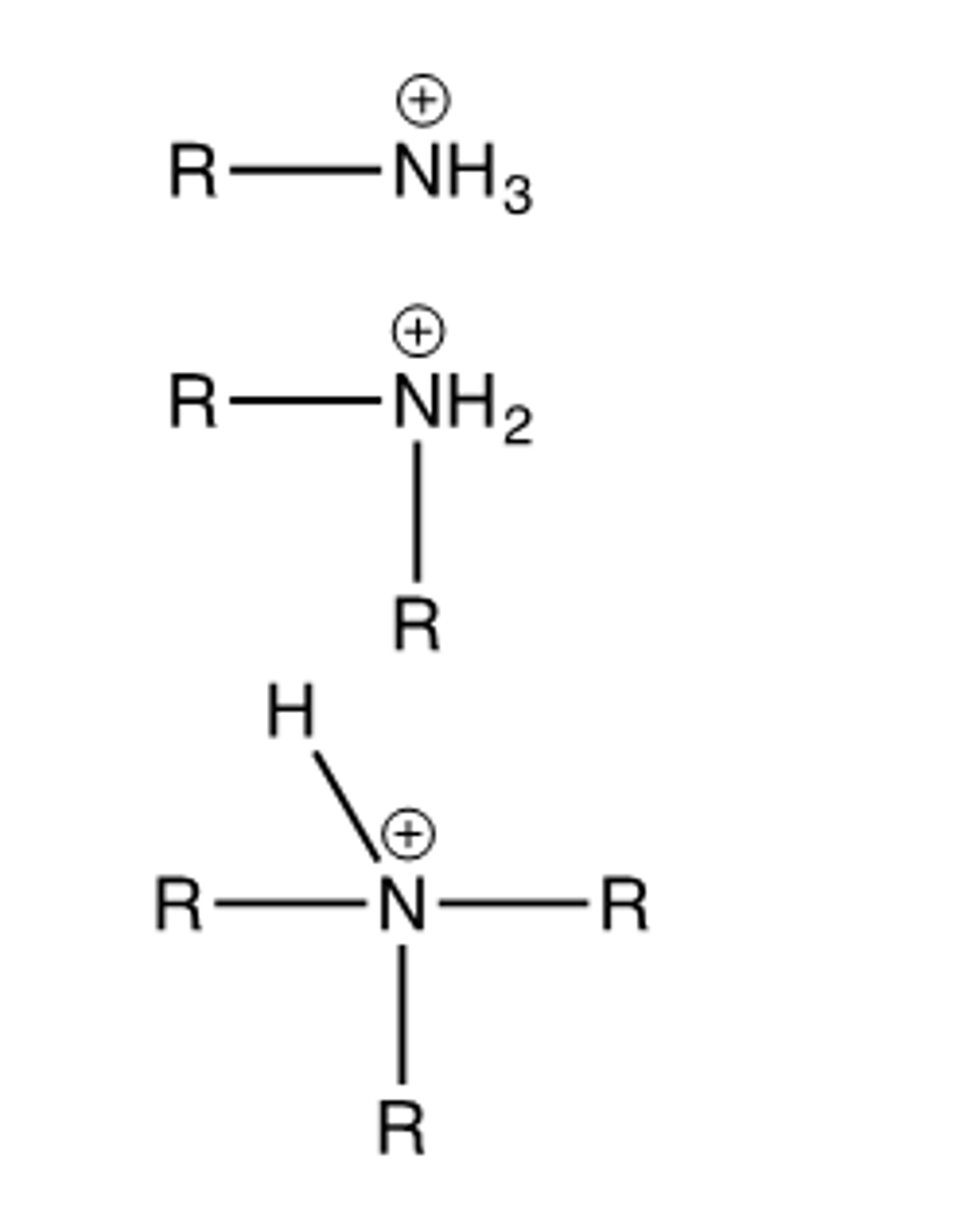 <p>ammonium ion</p>