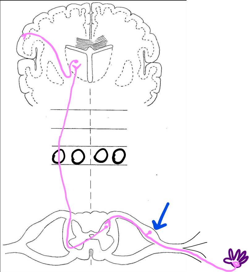 <p>dorsal root ganglion</p>