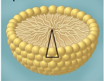 <p>single-layer <span style="line-height: normal;">lipid sphere, wedge shaped, bulky head</span></p>
