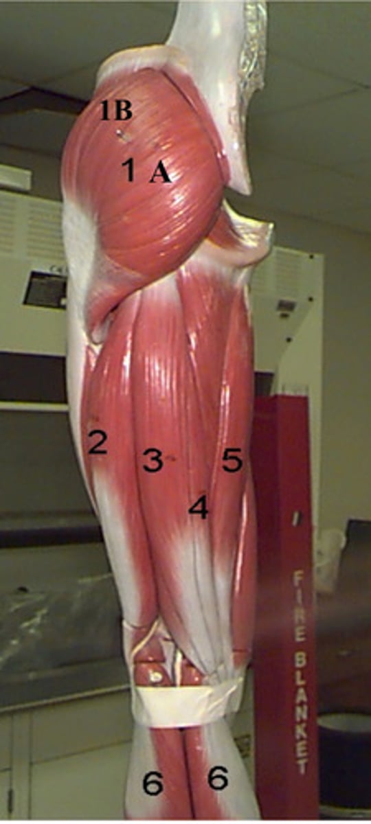 <p>5-</p>